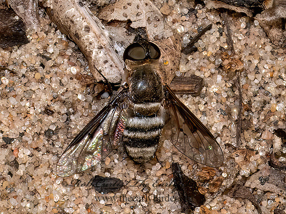 Exoprosopa fasciata BEE FLY 8039765z