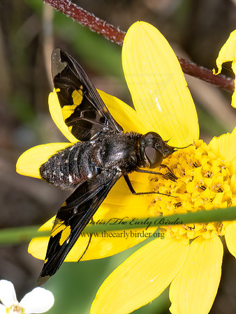 Exoprosopa decora ANTHRACINAE BEE FLY 8040461z