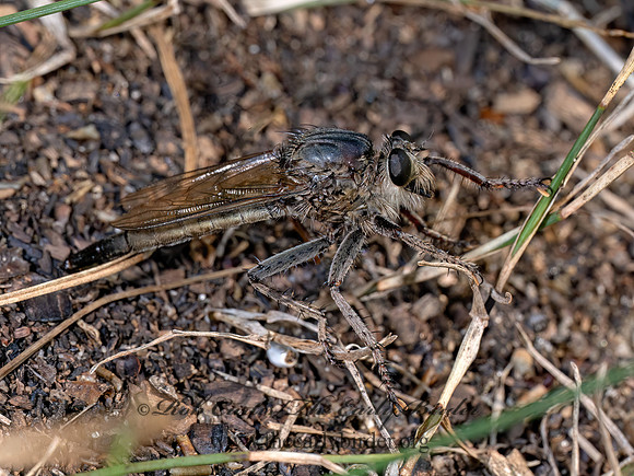 Proctacanthus ASILINAE ROBBER FLY 8040541z