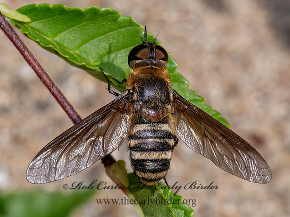 Exoprosopa fasciata BEE FLY 8039968z