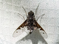 Anthrax albofasciatus BEE FLY 9097108z