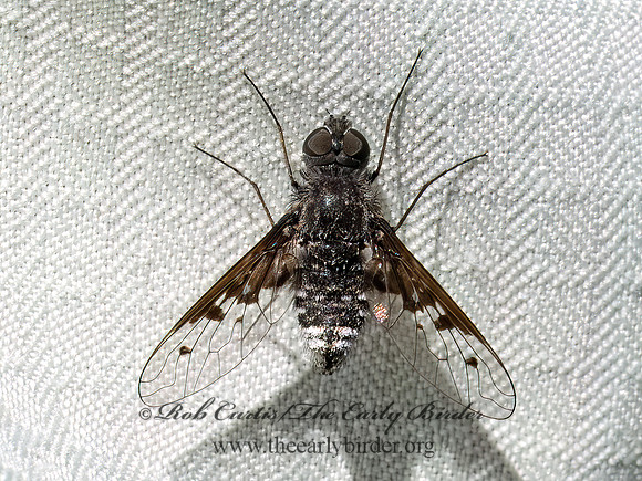 Anthrax albofasciatus BEE FLY 9097108z