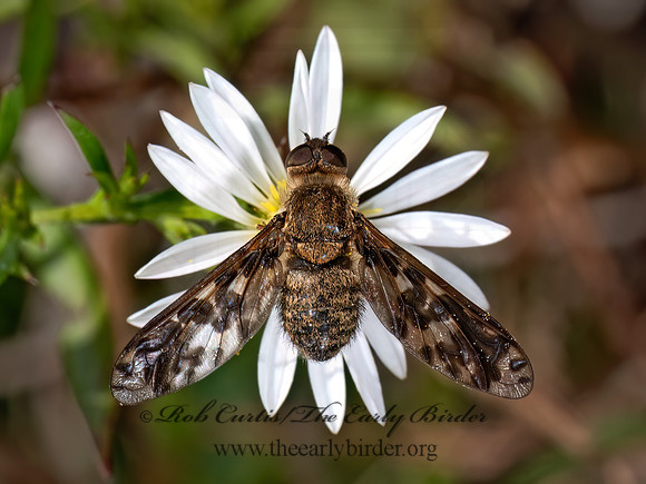 Dipalta serpentina VILIINI BEE FLY 8041574z