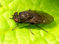 Dichaeta SHORE FLY 9097577z