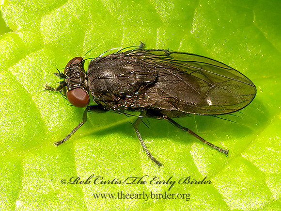 Dichaeta SHORE FLY 9097577z