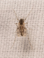 Ablabesmyia BANDED-LEG TANYPOD 8042347i