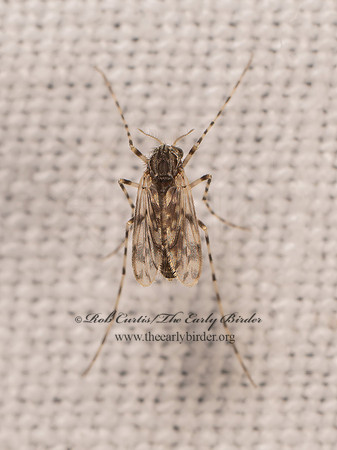 Ablabesmyia BANDED-LEG TANYPOD 8042347i