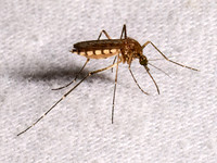 Aedes vexans INLAND FLOODWATER MOSQUITO 8039817z