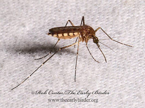 Aedes vexans INLAND FLOODWATER MOSQUITO 8039817z