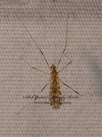 Erioptera caliptera LIMONIID CRANE FLY 8041868i