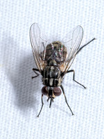 0 Dipter -flies