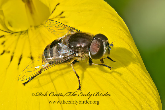 Eristalis dimidiata HOVER FLY 8038385z
