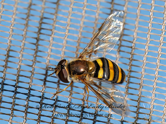 Eupeodes americanus HOVER FLY 8042567z