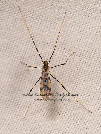 Ilisia graphica LIMONIID CRANE FLY 8042308i