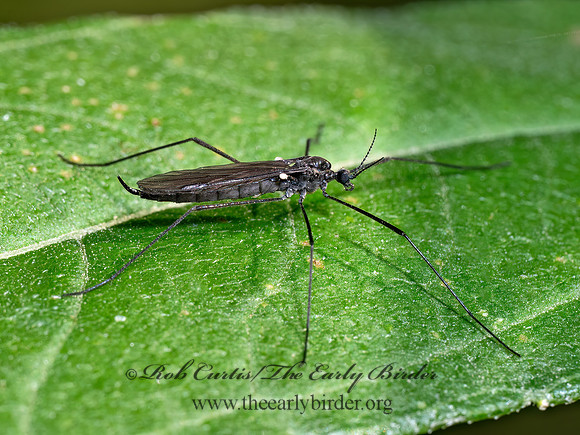 Gnophomyia tristissima BLACK CRANE FLY 8041249z