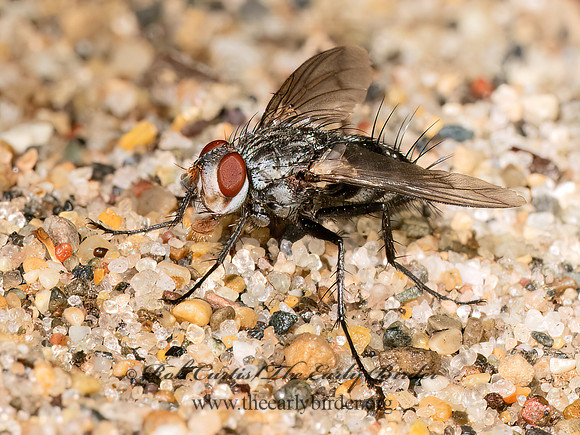 Microphthalma MEGAPROSOPINI TACHINID 8040216z