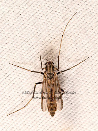 Glyptotendipes NON-BITING MIDGE 8041841z