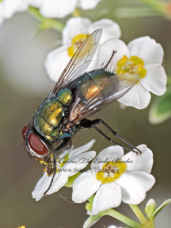 Lucillia sericata COMMON BOTTLE FLY 8040880z