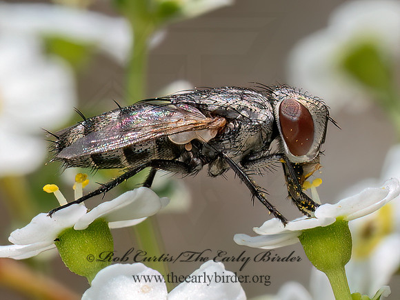 Miltogramminae SATELLITE FLY 8040991z