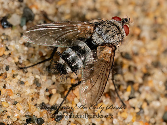 Microphthalma MEGAPROSOPINI TACHINID FLY 8040208z