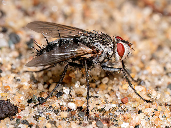 Microphthalma MEGAPROSOPINI TACHINID FLY 8040210z