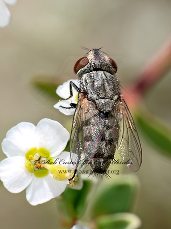 Miltogramminae SATELLITE FLY 8040994z