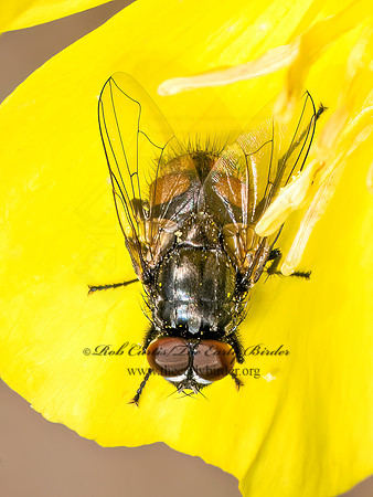 Musca autumnalis FACE FLY 8041725z