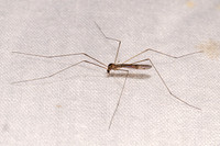 Dicranomyia LIMONIID CRANE FLY 8039844z