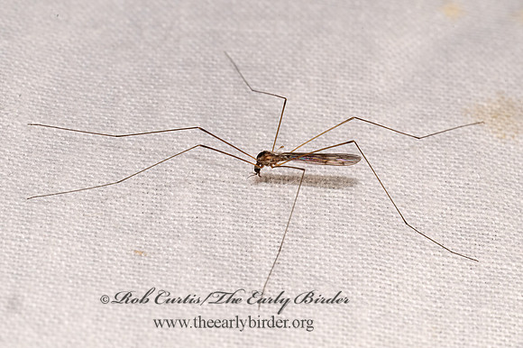 Dicranomyia LIMONIID CRANE FLY 8039844z