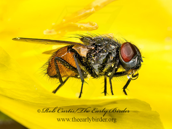 Musca autumnalis FACE FLY 8041727z
