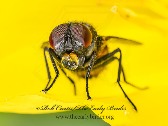Musca autumnalis FACE FLY 8041728z