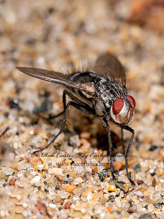 Microphthalma MEGAPROSOPINI TACHINID FLY 8040214z