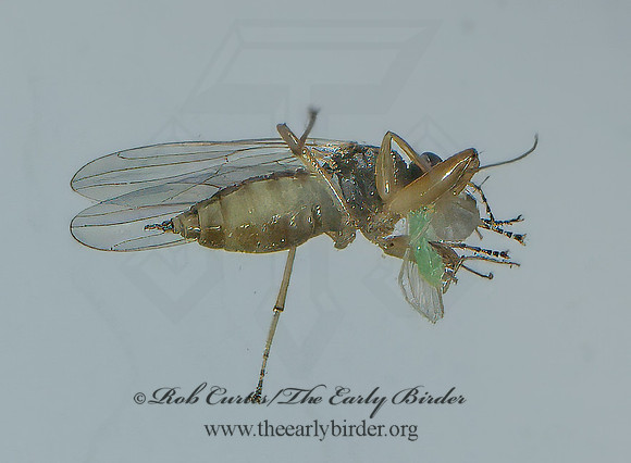 Platypalpus HYBOTID DANCE FLY 8042514i
