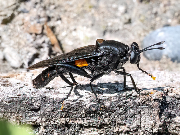 Mydas clavatus MYDAS FLY 9097102z