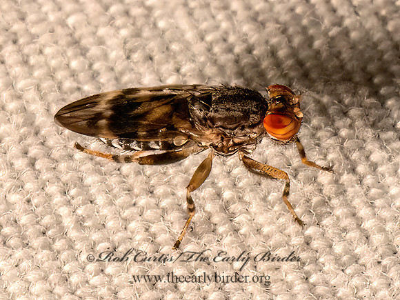 Periscelis flinti DWARF FLY 9098051z