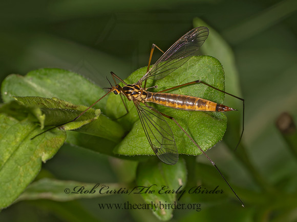 Nephrotoma cornicina TIGER CRANE FLY 9097707i