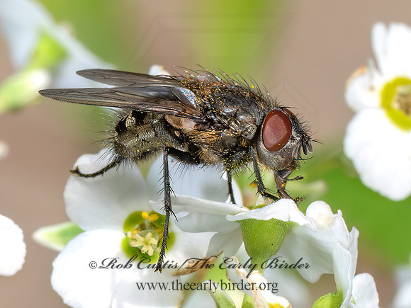 Pollenia CLUSTER FLY 8040750z