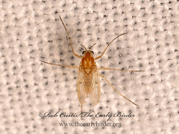 Procladius ORANGE MIDGE 8042367i