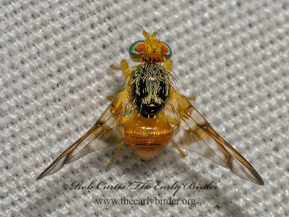 Procecidocharoides penelope FRUIT FLY 9098120z