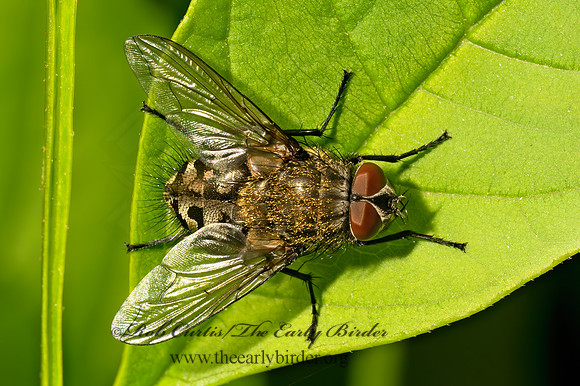 Pollenia CLUSTER FLY 9097692z