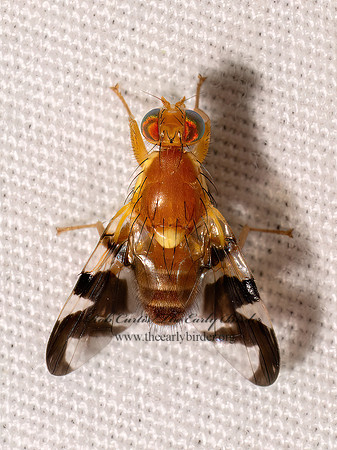 Rhagoletis suavis WALNUT HUSK MAGGOT FLY 9098046z