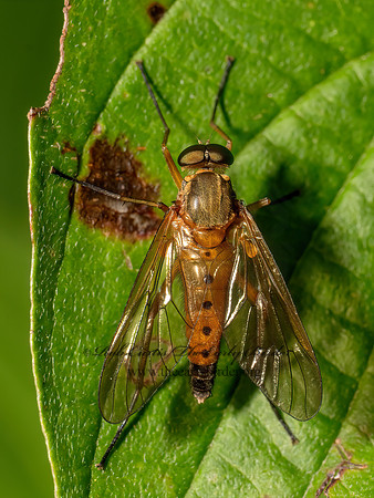 Rhagio tringarius MARSH SNIPE FLY 9097666z