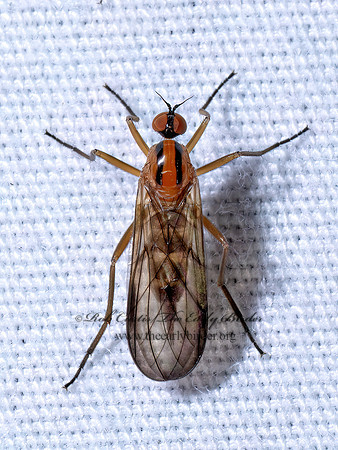 Rhamphomyia vittata DANCE FLY 9096510z