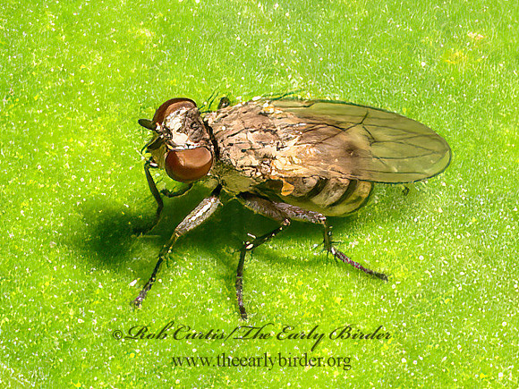 Schoenomyza COENOSIINI MUSCID FLY 9097572z