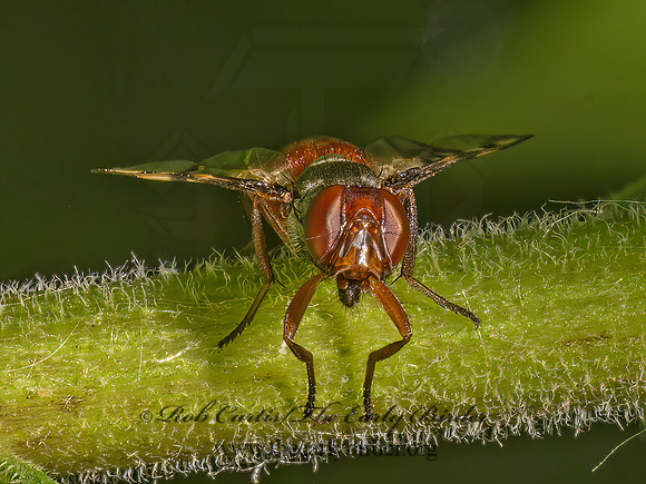 Rivellia quadrifasciata SIGNAL FLY 9097579z