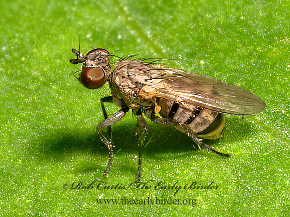 Schoenomyza COENOSIINI MUSCID FLY 9097573z