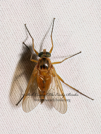 Rhagio tringarius MARSH SNIPE FLY 9097975z