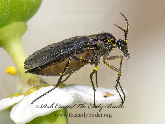 Sciaridae DARK-WINGED FUNGUS GNAT 8040976z