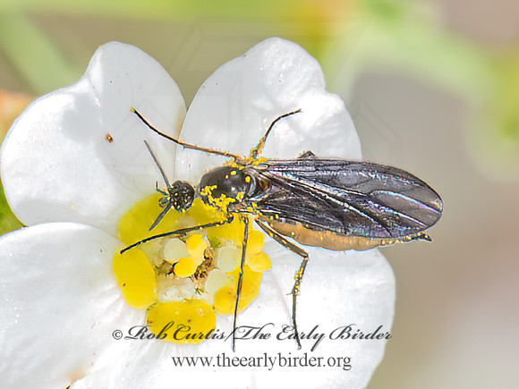 Sciaridae DARK-WINGED FUNGUS GNAT 8040989z