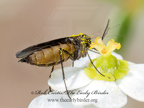 Sciaridae DARK-WINGED FUNGUS GNAT 8040990z